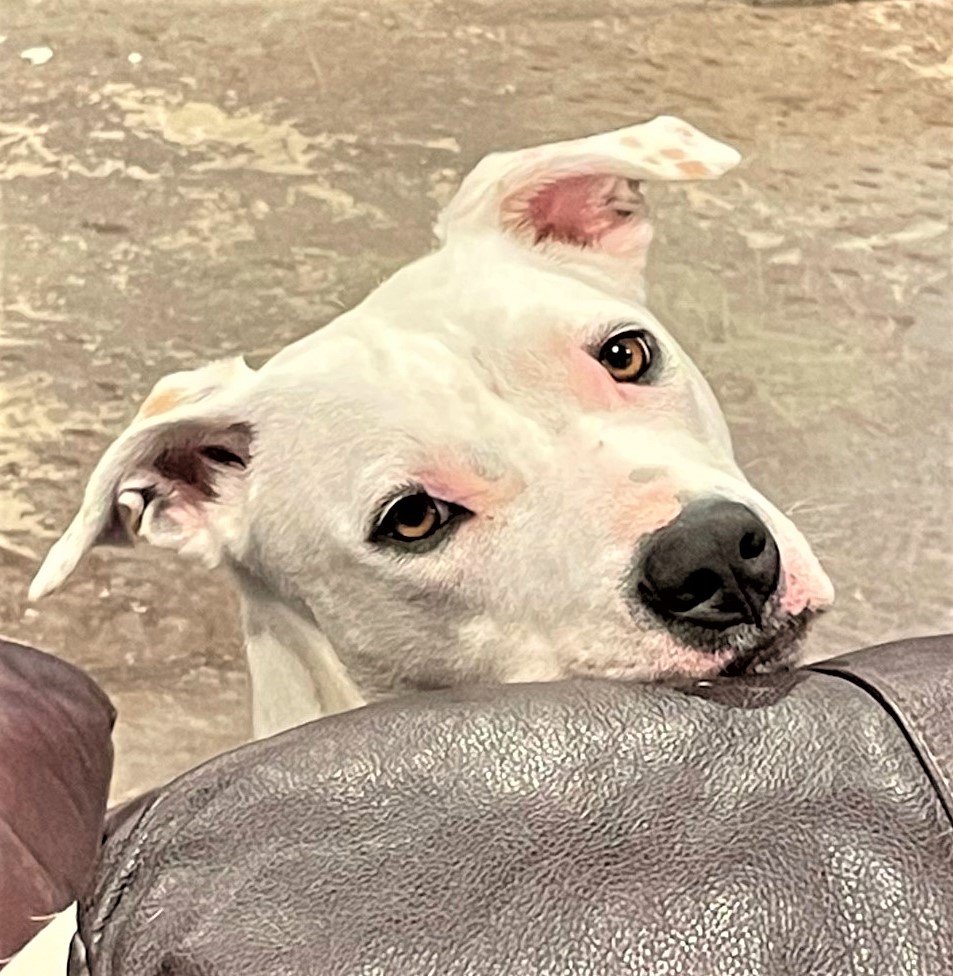 adoptable Dog in Denton, TX named Willow 2.0