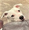 adoptable Dog in denton, TX named Willow 2.0