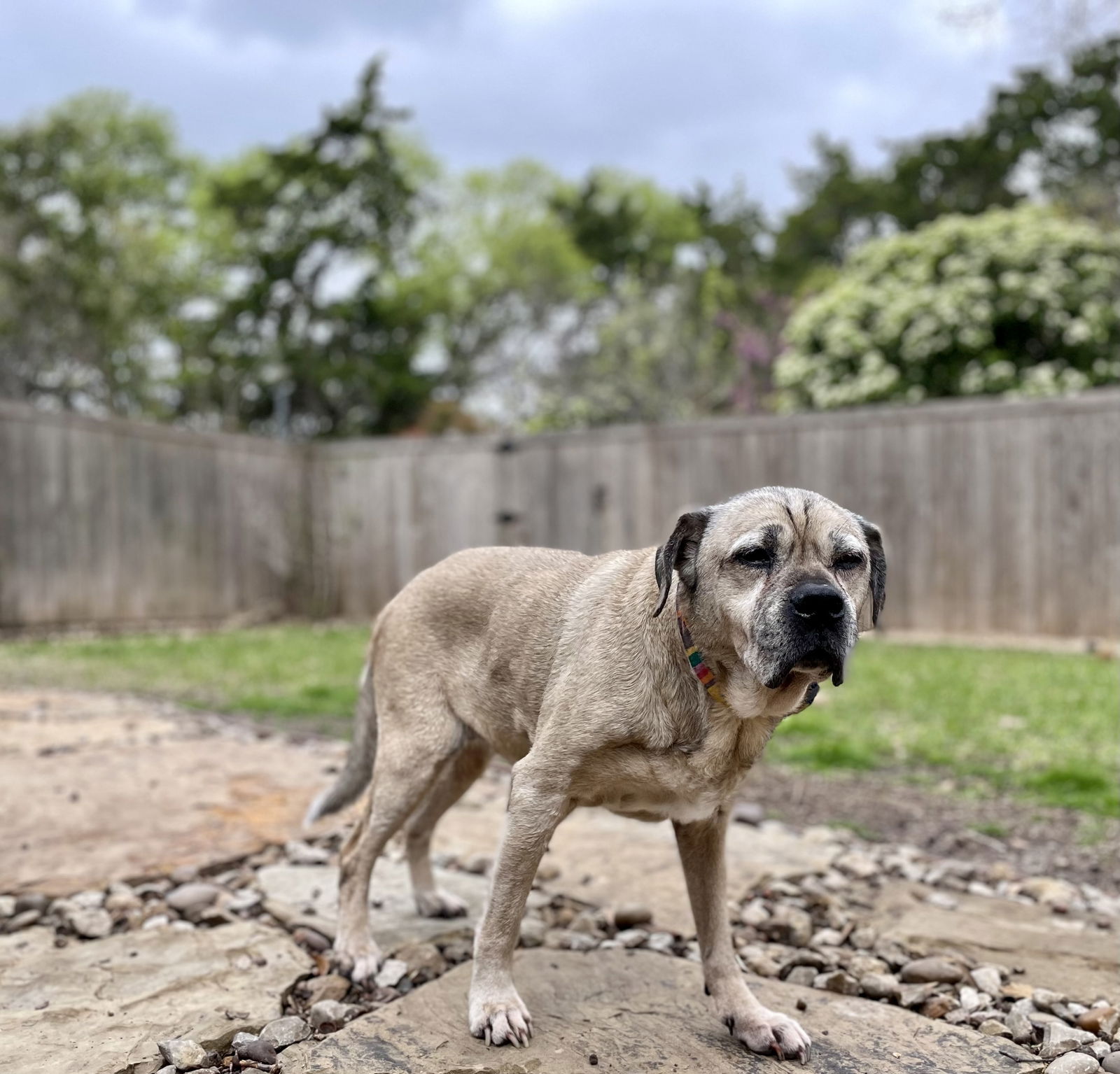 adoptable Dog in Denton, TX named Edward