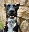 adoptable Dog in denton, TX named Dahlia