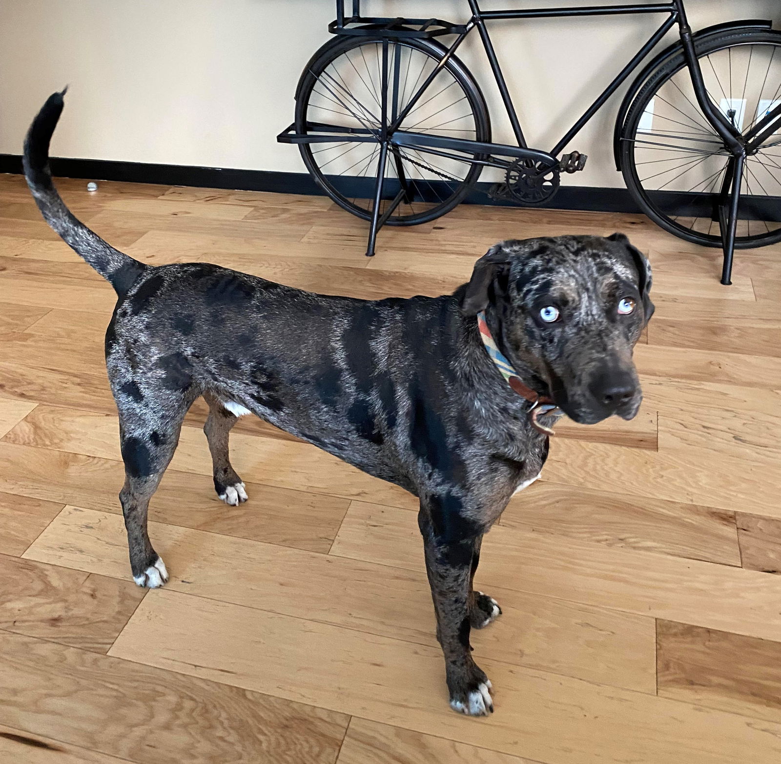 adoptable Dog in Denton, TX named Chief