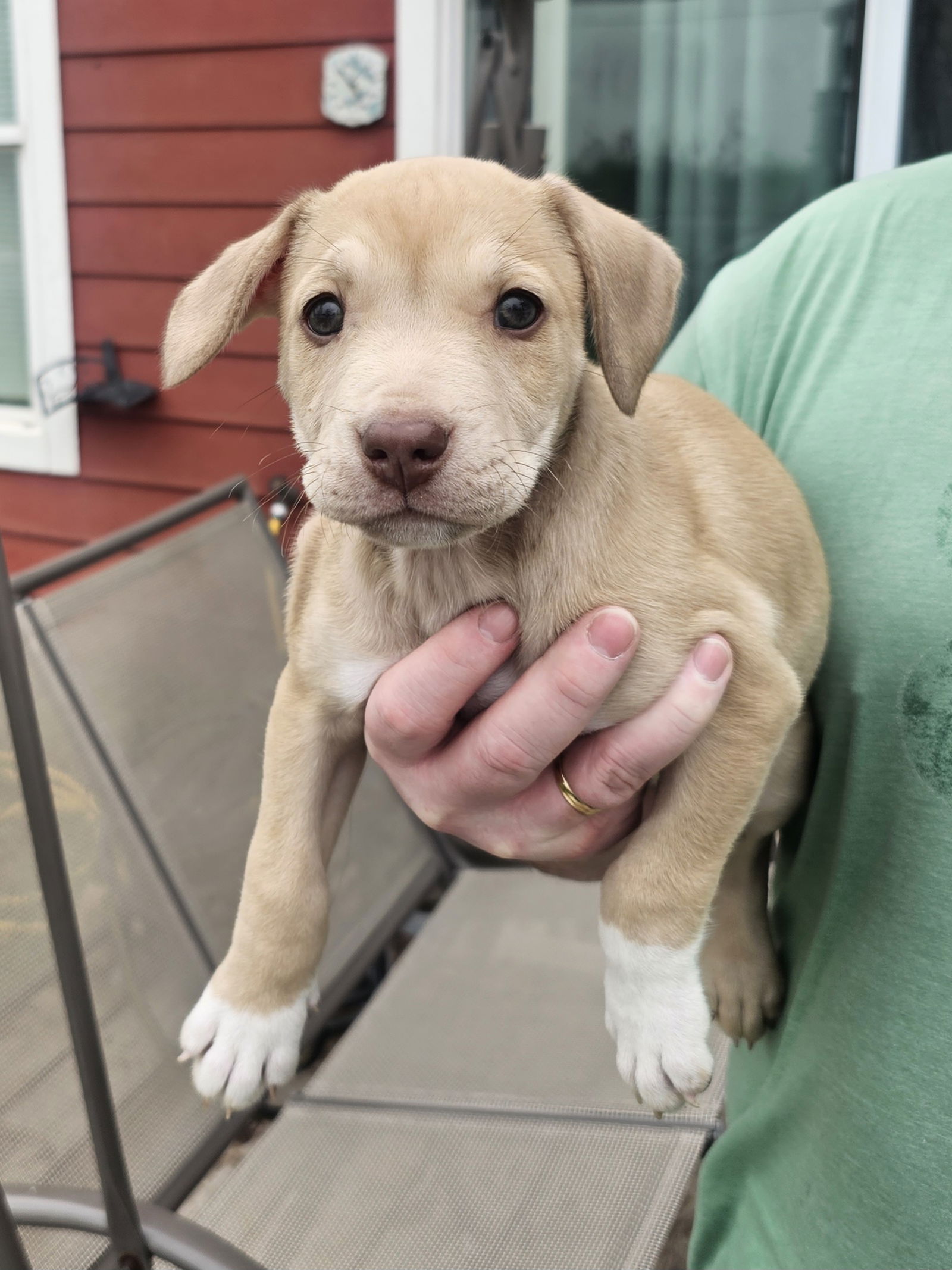 adoptable Dog in Denton, TX named Peanut