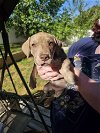 adoptable Dog in denton, TX named Lucy