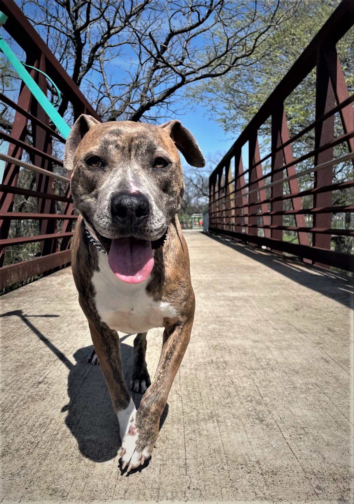 adoptable Dog in Denton, TX named Bella