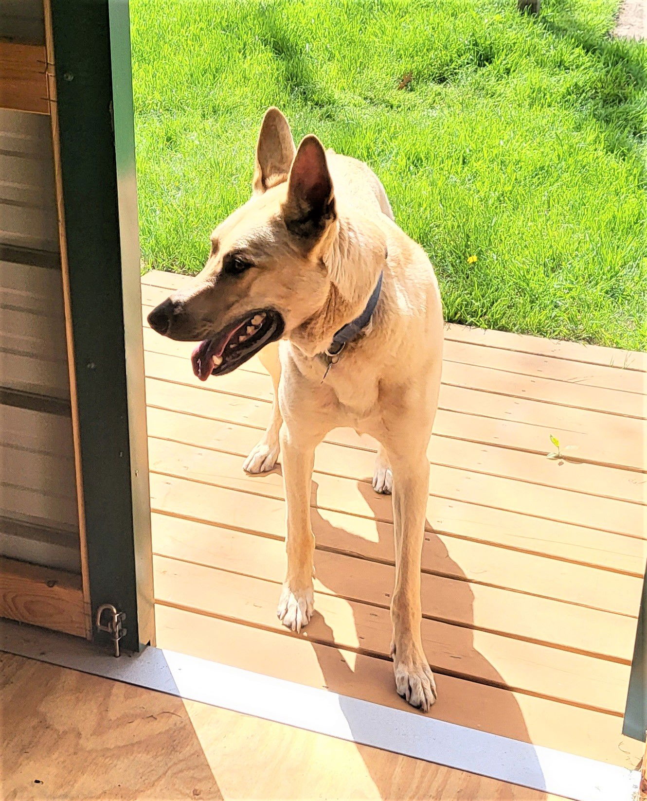 adoptable Dog in Denton, TX named Gunny