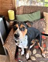 adoptable Dog in denton, TX named Andi