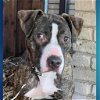 adoptable Dog in denton, TX named Molly Brown