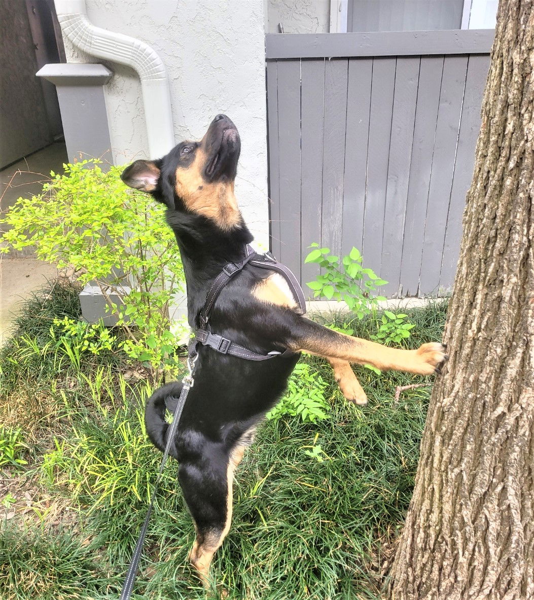 adoptable Dog in Denton, TX named Hebert