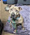 adoptable Dog in denton, TX named Poppy 2.0