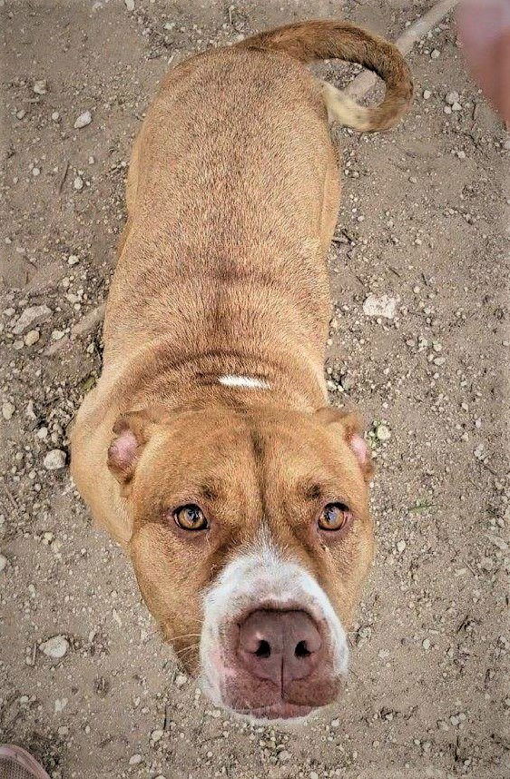 adoptable Dog in Denton, TX named JC Penny