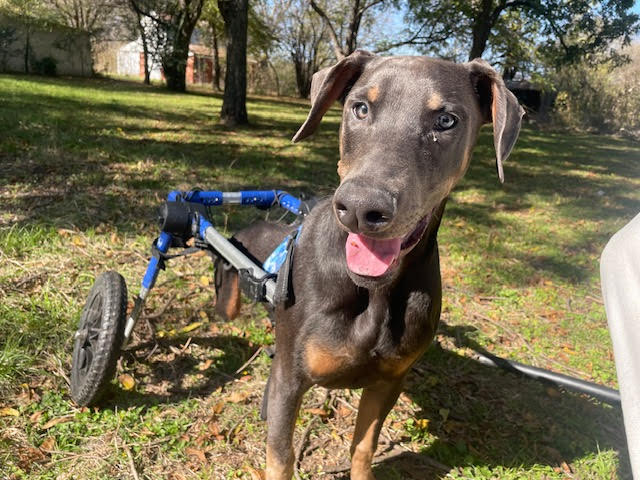 adoptable Dog in Denton, TX named Rocket