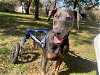 adoptable Dog in denton, TX named Rocket