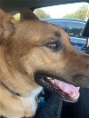 adoptable Dog in denton, TX named Beau