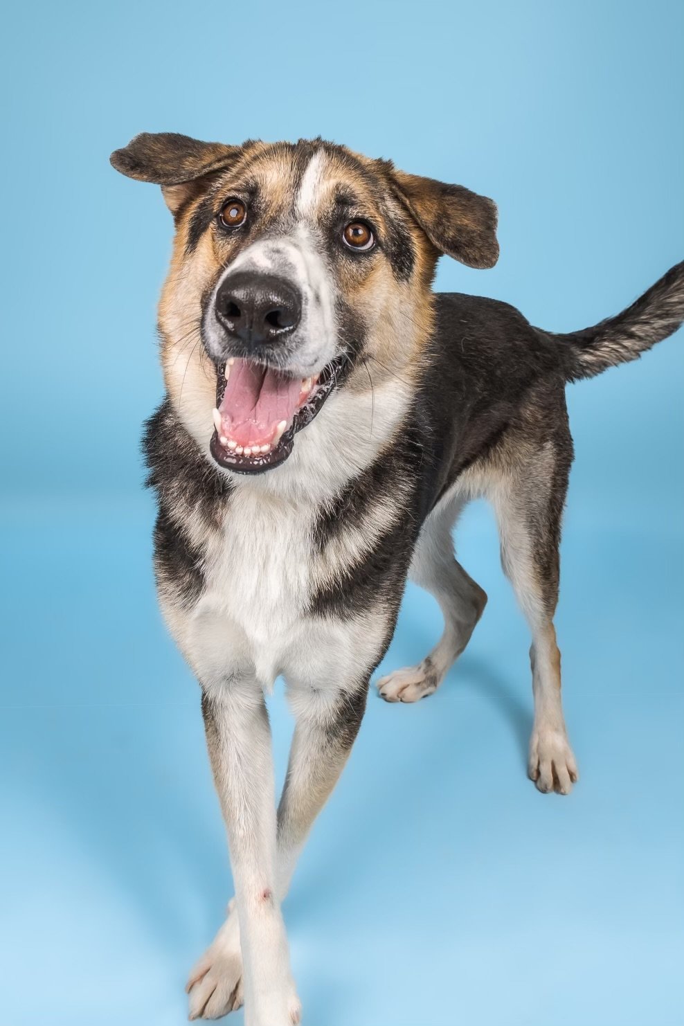 adoptable Dog in Denton, TX named Joey