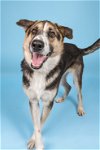 adoptable Dog in denton, TX named Joey