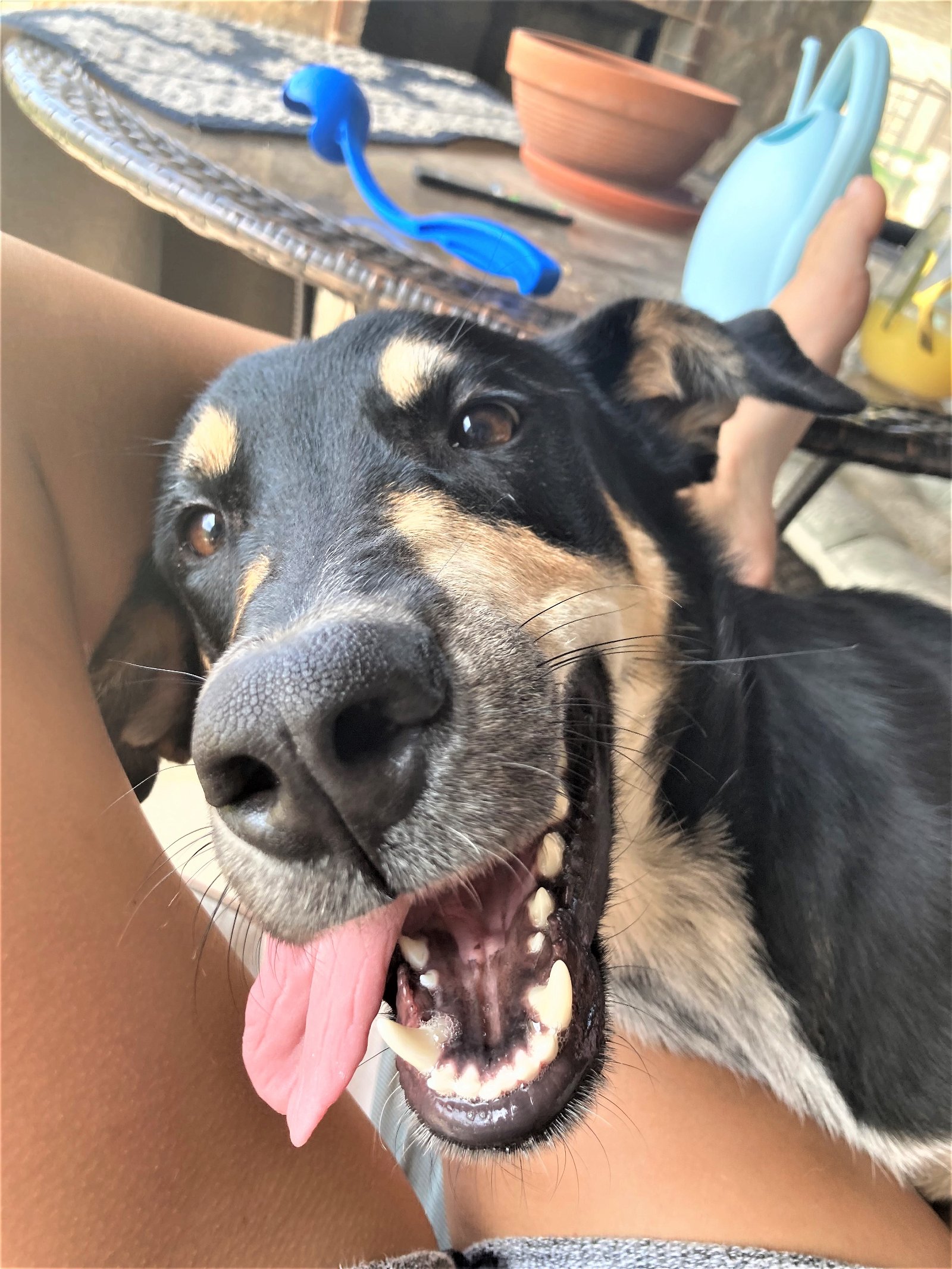 adoptable Dog in Denton, TX named Fennec