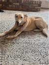 adoptable Dog in denton, TX named Macie