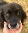 adoptable Dog in denton, TX named Thorin