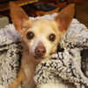 adoptable Dog in Denton, TX named Chiquita