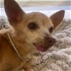 adoptable Dog in denton, TX named Chiquita