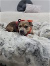 adoptable Dog in denton, TX named Missy