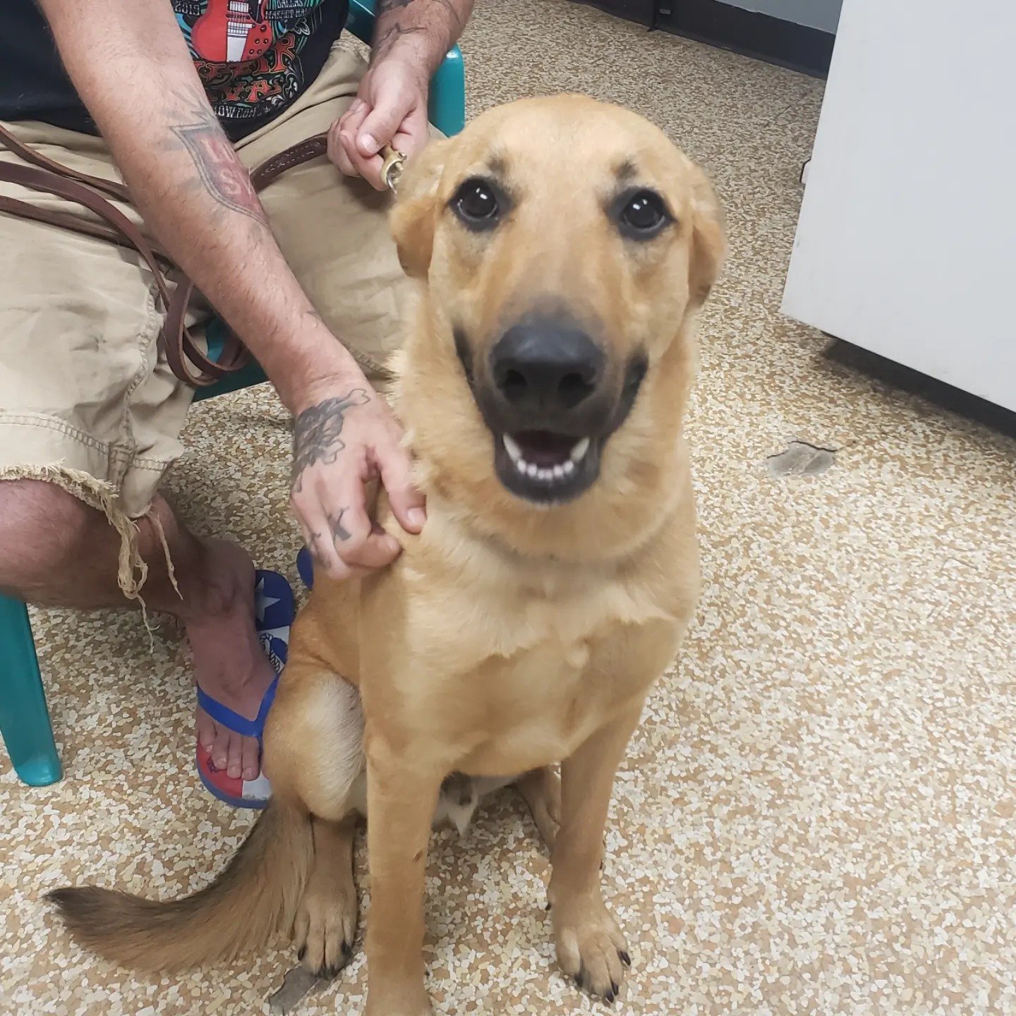 adoptable Dog in Denton, TX named Baxter