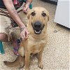 adoptable Dog in  named Baxter