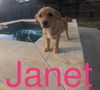 adoptable Dog in  named Janet