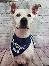 adoptable Dog in denton, TX named Rocky B