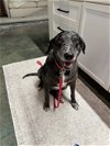 adoptable Dog in denton, TX named Vienna