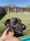 adoptable Dog in Denton, TX named Jesse