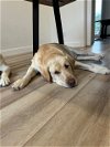 adoptable Dog in denton, TX named Champ & Max