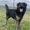 adoptable Dog in denton, TX named Casey