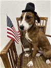 adoptable Dog in denton, TX named Pastel
