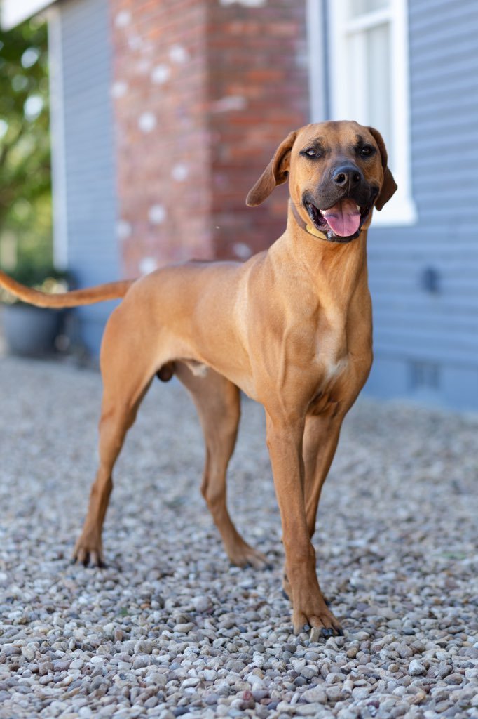 adoptable Dog in Denton, TX named Dak