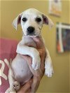 adoptable Dog in denton, TX named Sally