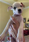 adoptable Dog in denton, TX named Peanut