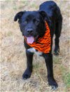 adoptable Dog in denton, TX named Tex