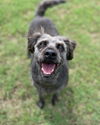 adoptable Dog in  named Maggie