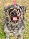 adoptable Dog in denton, TX named Maggie