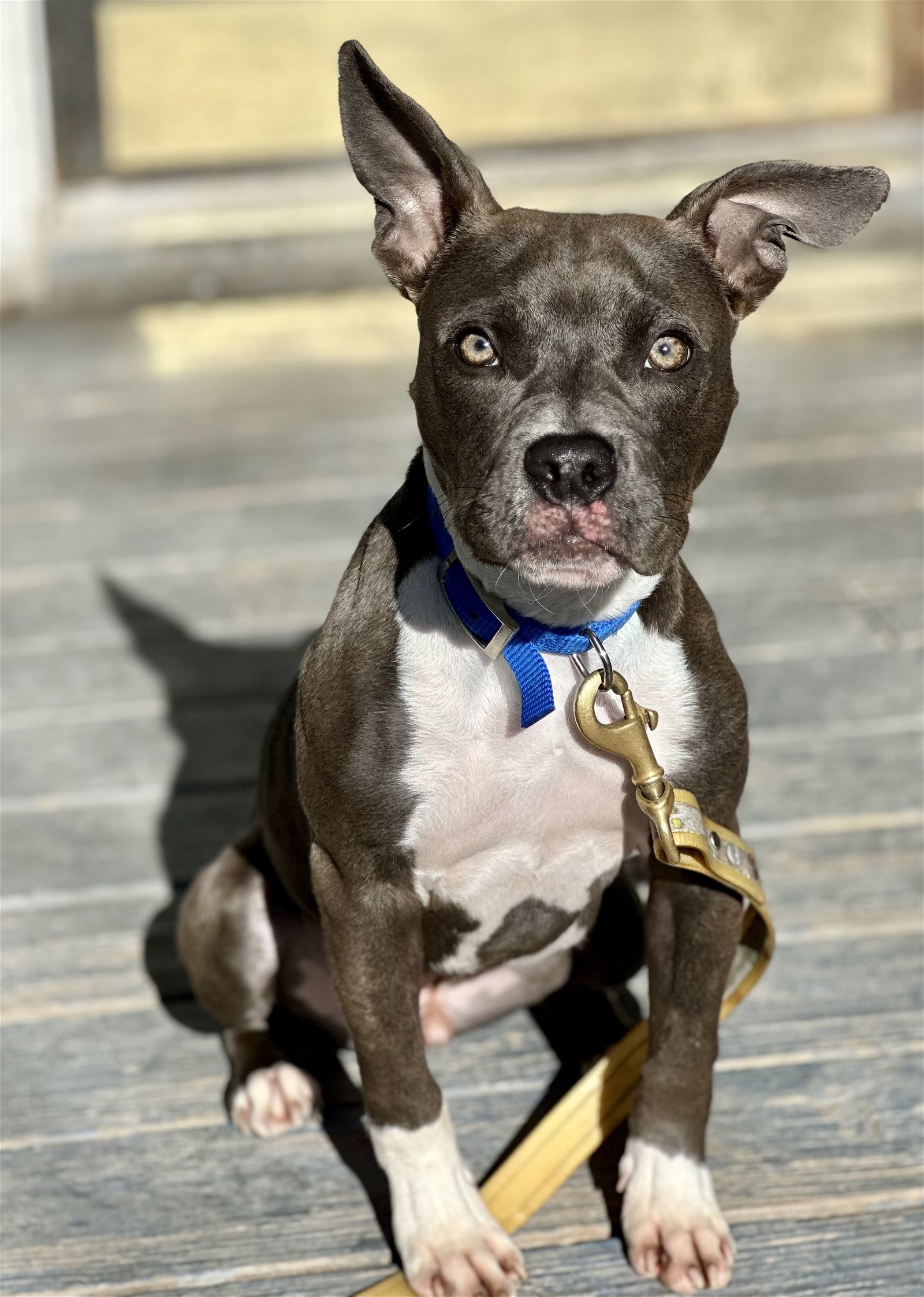 adoptable Dog in Denton, TX named Porter