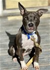adoptable Dog in denton, TX named Porter