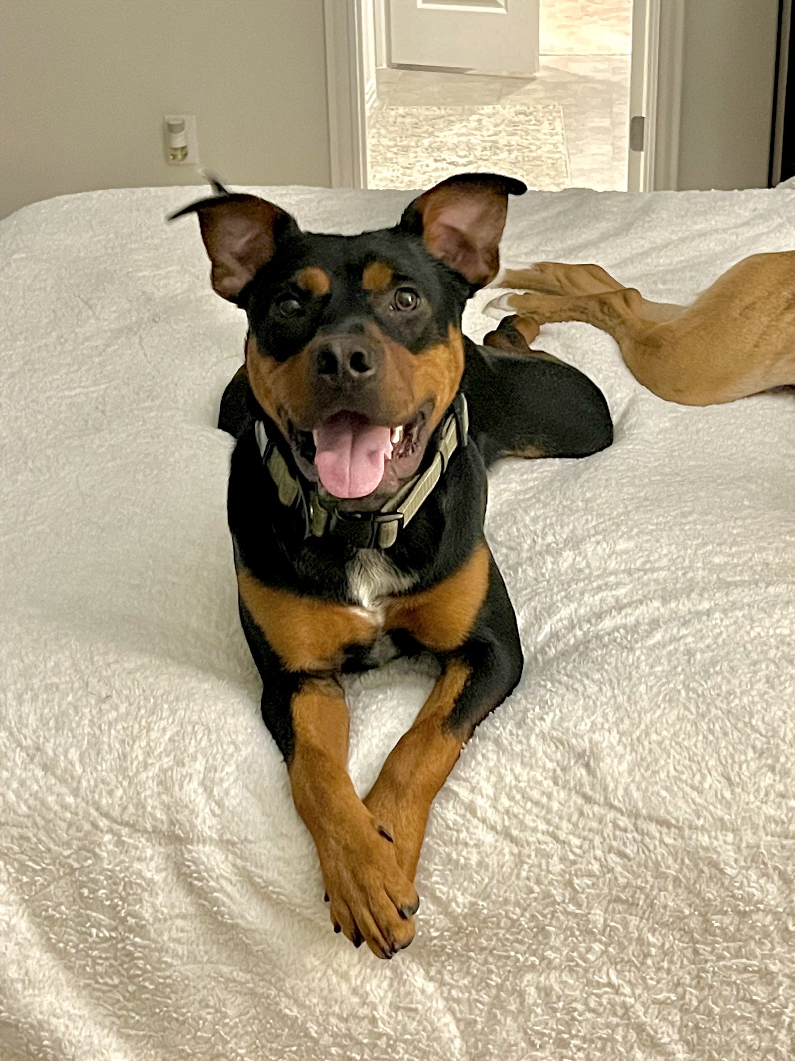adoptable Dog in Denton, TX named Beaux