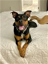 adoptable Dog in denton, TX named Beaux
