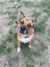 adoptable Dog in denton, TX named Josi