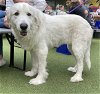 adoptable Dog in denton, TX named Luna