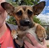 adoptable Dog in denton, TX named Morgan