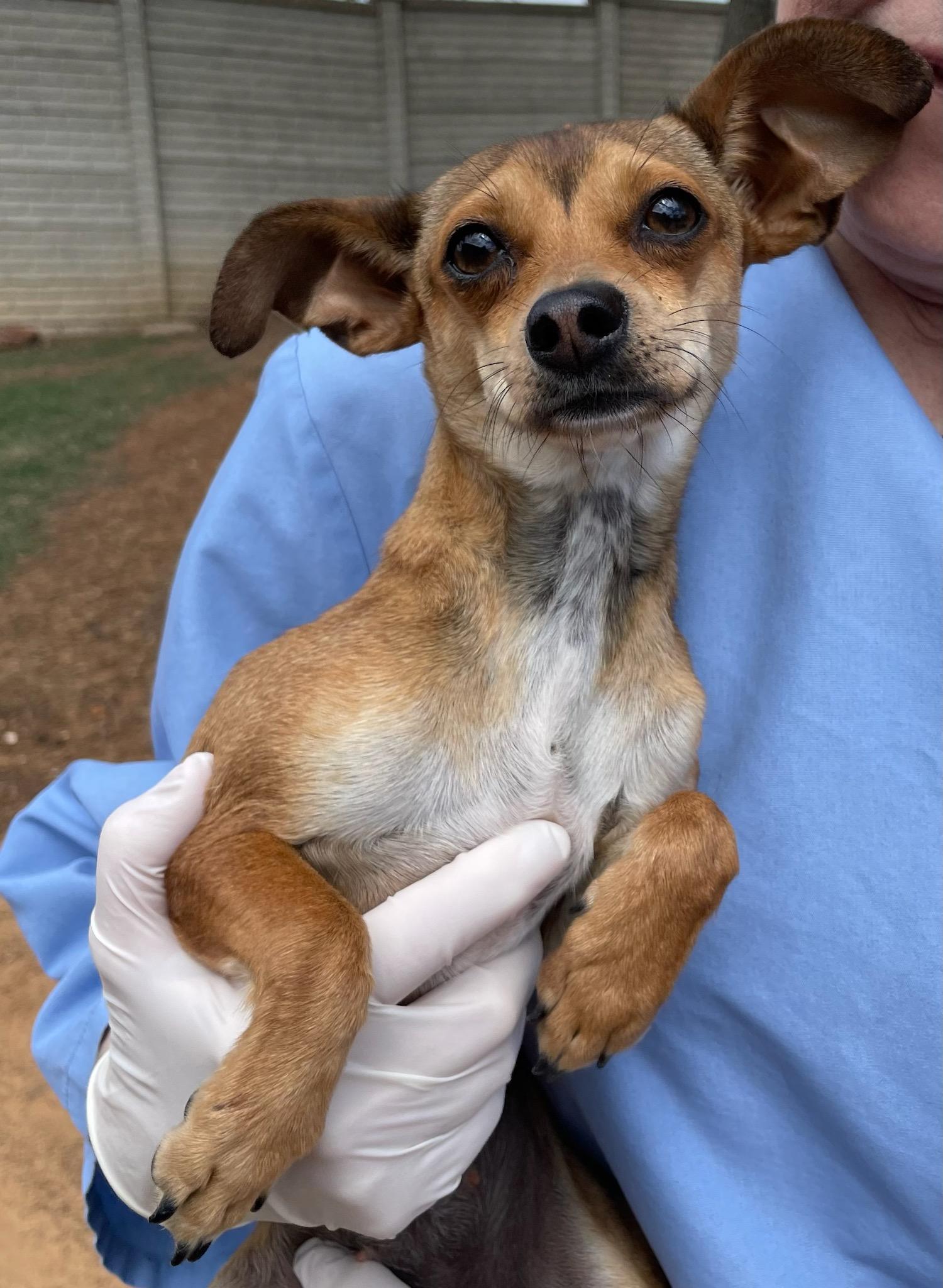 adoptable Dog in Denton, TX named Madison