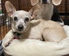 adoptable Dog in Denton, TX named Cupid