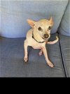 adoptable Dog in denton, TX named Cupid